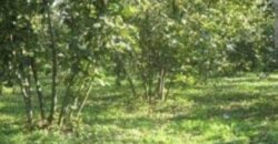 KÜLAH KÖYÜ’NDE ACİL SATILIK YETİŞKİN FINDIK BAHÇESİ
