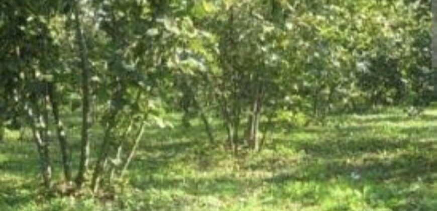 KÜLAH KÖYÜ’NDE ACİL SATILIK YETİŞKİN FINDIK BAHÇESİ