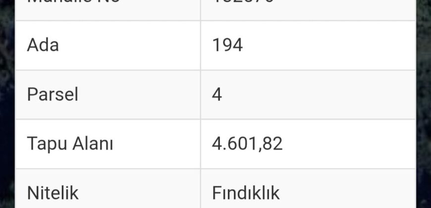 KÜLAH KÖYÜ’NDE ACİL SATILIK YETİŞKİN FINDIK BAHÇESİ