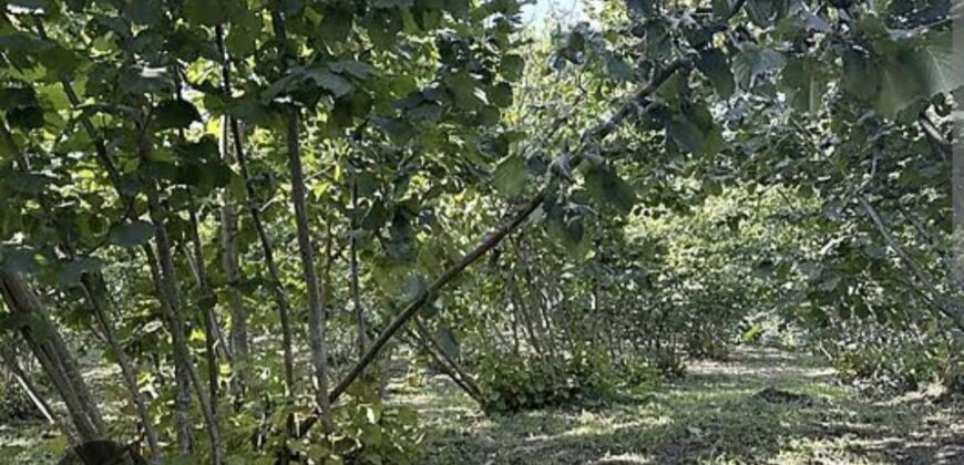 KÜLAH KÖYÜ’NDE ACİL SATILIK YETİŞKİN FINDIK BAHÇESİ
